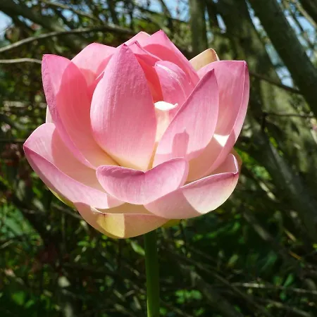 Wooden Chalet, For 4 People Air-conditioned * Saint-Cyr-en-Talmondais