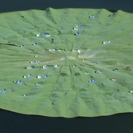 Wooden Chalet, For 4 People Air-conditioned Domek alpejski *