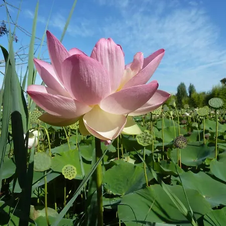 Domek alpejski Wooden Chalet, For 4 People Air-conditioned