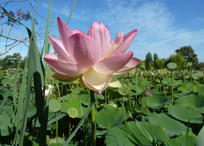 Alpstuga Wooden Chalet, For 4 People Air-conditioned